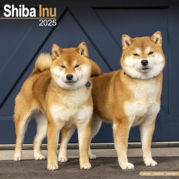 WANDS 会報VOL.1～4 Shiba Inu 2025 Square Wall Calendar | Dog Breed Calendar